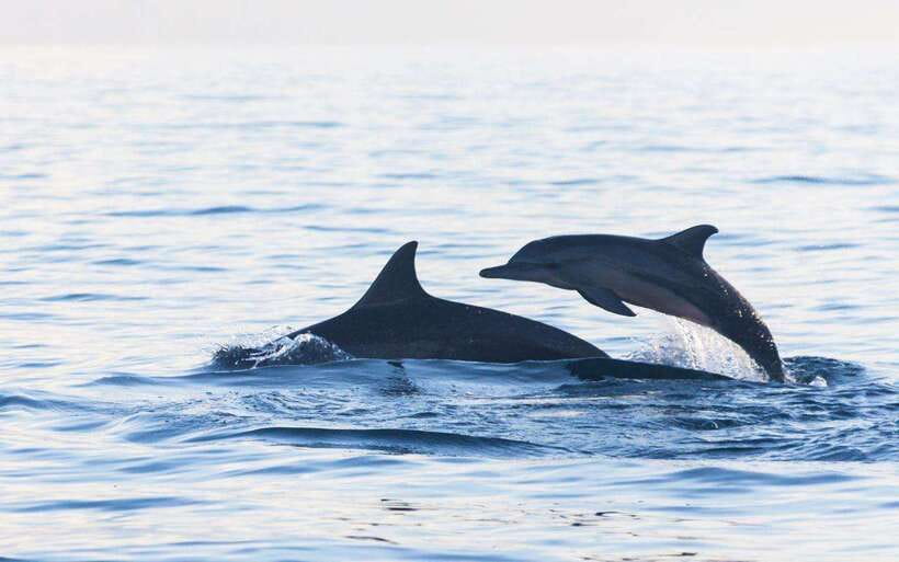 North Bali: Dolphin Watching and Snorkeling Tour - What to Expect on the Tour