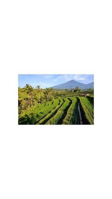North Bali: Walking on the expanse of jati luwih rice fields - Exploring North Bali: A Detailed Breakdown