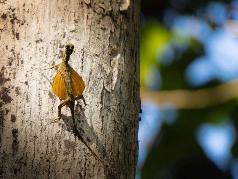 North Sulawesi, Bitung: Tangkoko Wildlife Adventure - Who Is This Tour Best For?