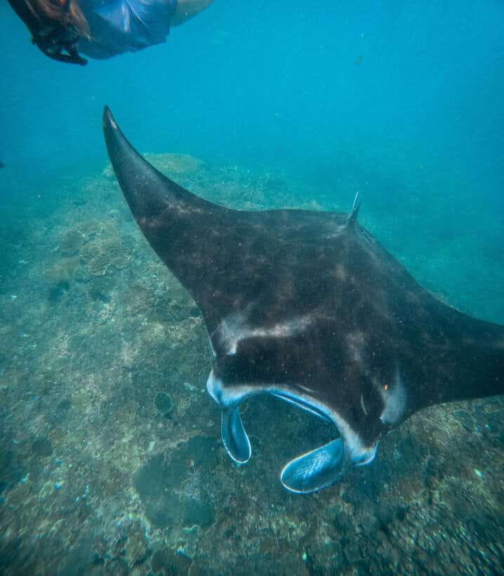 Nusa Penida: Snorkeling 3 Spots with GoPro & West Land Tour - A Complete Breakdown of the Tour Experience