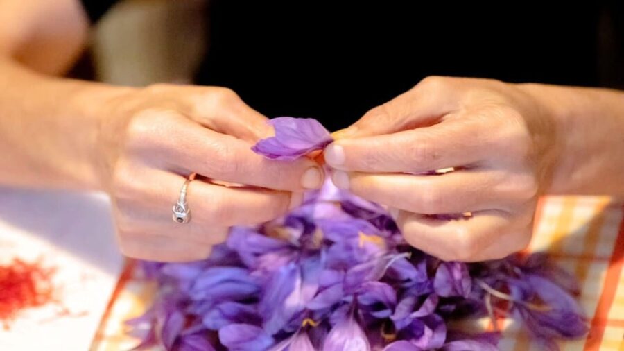 Olmedo: Visit to the Saffron Workshop With Tasting - Saffron Workshop Details