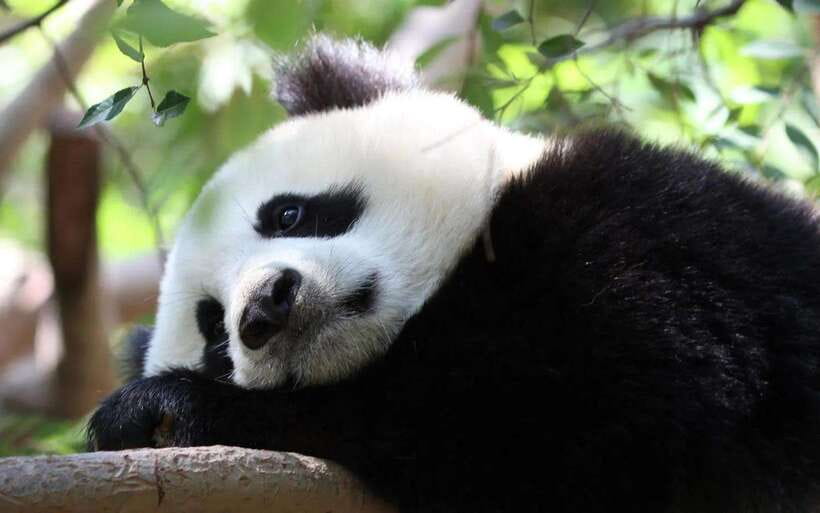 One-day tour of Panda Park and Leshan Giant Buddha - What You Can Expect from the Experience