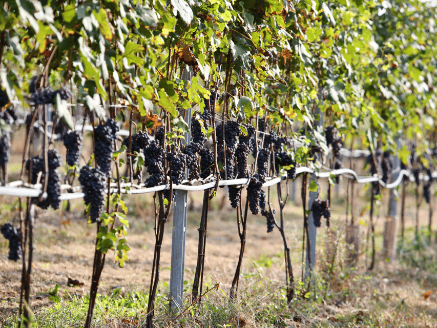 Organic Winery Visit Near Turin With Wine & Food Tasting - Wine Tasting Experience