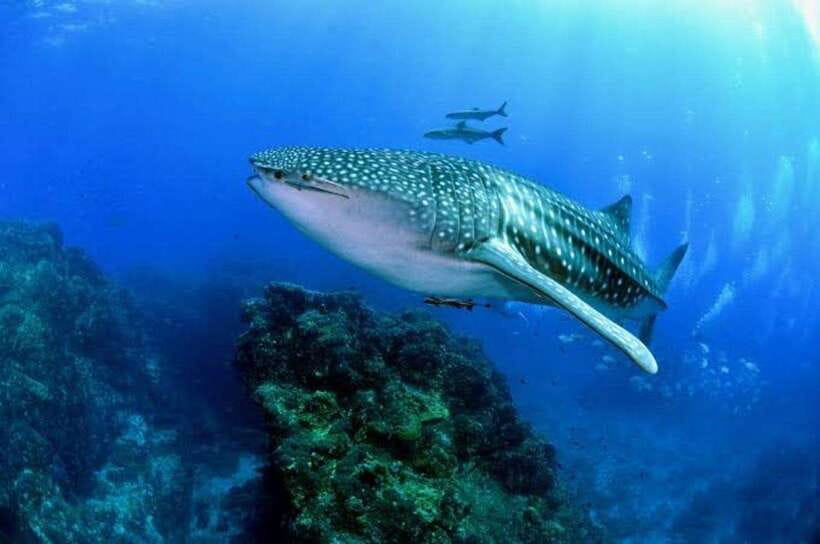 Oslob Cebu: Whaleshark Scuba Diving & Sumilon Sanctuary - What to Expect on the Day