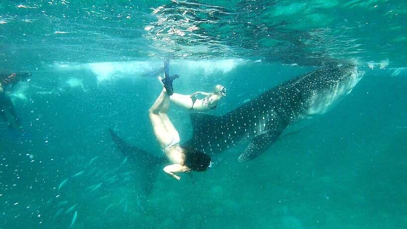Oslob: Whale Shark Swim & Aguinid Falls Canyoneering Tour - Canyoneering at Aguinid Falls