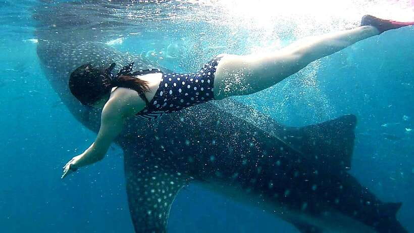 Oslob: Whale Shark Swim & Snorkeling Experience Tour - Analyzing the Value