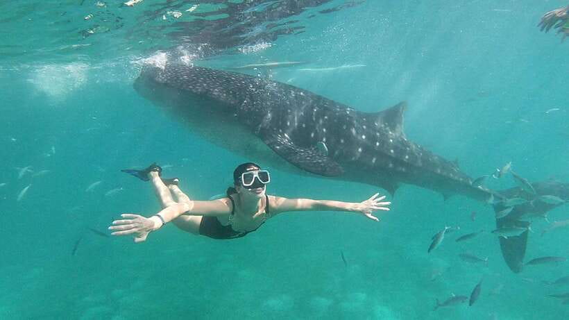 Oslob: Whale Shark Tour with Sumilon & Moalboal Snorkeling - Whale Shark Encounter in Oslob