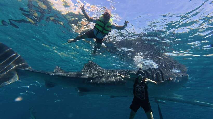 Oslob: Whale Shark Watching Private tour - An In-Depth Look at the Oslob Whale Shark Tour