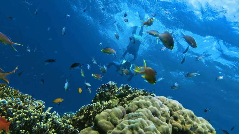 Oslob: Whaleshark Swimming, Inambakan Falls & Moalboal Tour - What’s Included and What’s Not