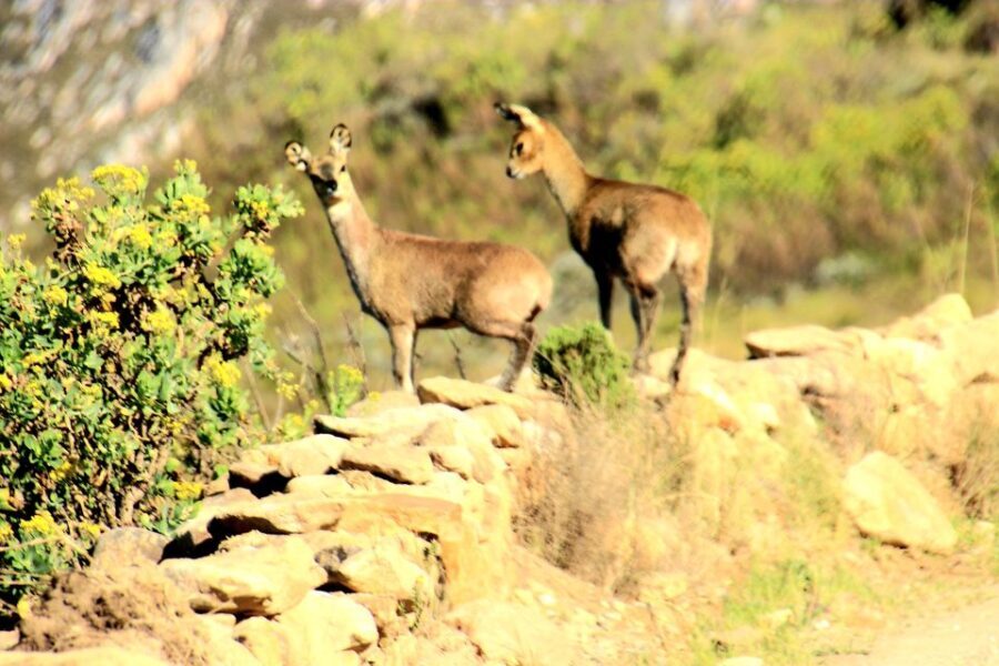 Oudtshoorn: Half-Day Swartberg Pass Private Guided Tour - The Iconic Swartberg Pass