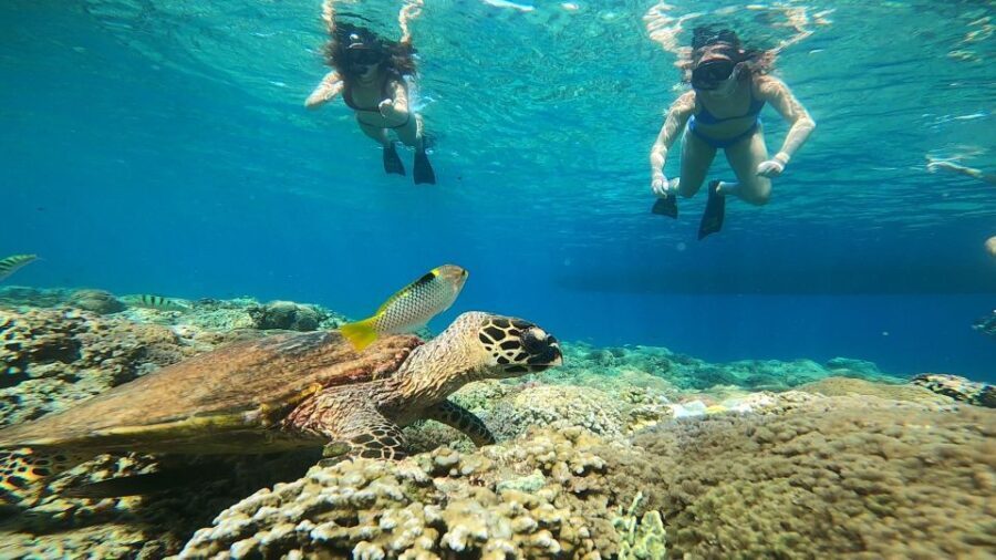 Ozzy Snorkeling 3 Islands Visit Baby Turtles - Detailed Breakdown of the Experience