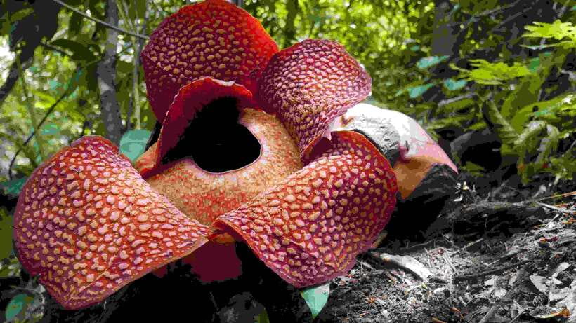 Padang : Wonderful Land Tour in Tanah Datar with Lunch - Is This Tour Worth the Price?  