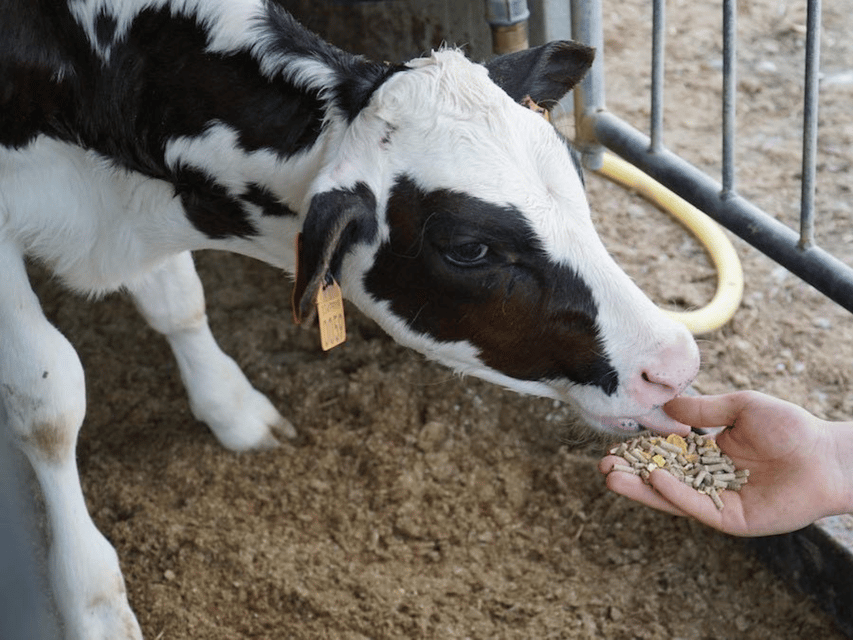 Parmesan Wheels Near Parma: Tasting & Factory Tour - Cheese-Making From the Start