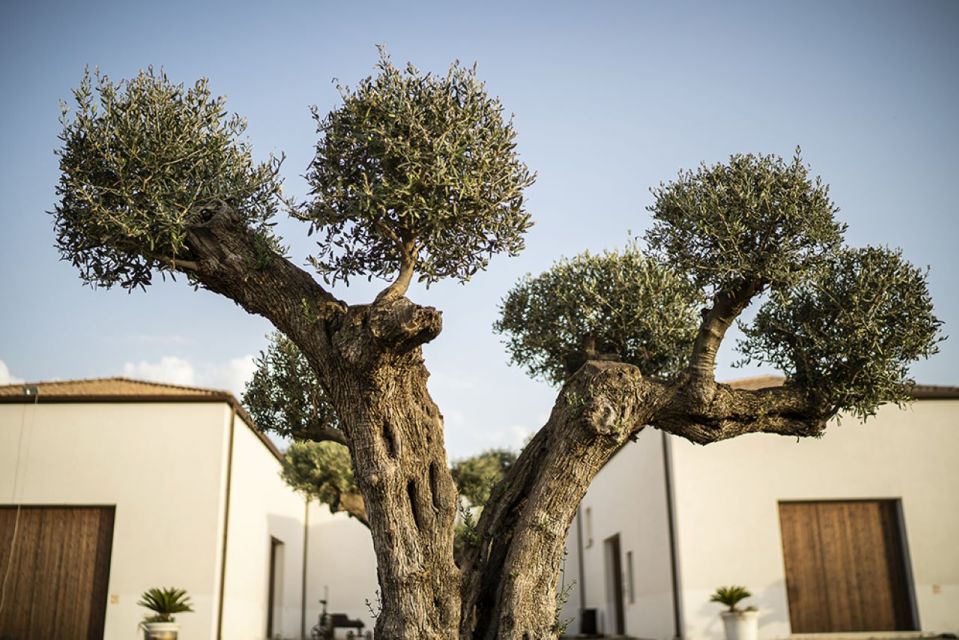 Partinico: Historic Sicilian Vineyard & Wine Tasting Tour - Booking Information