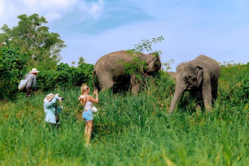 Phuket: Elephant Sanctuary Tour With Pickup & Optional Lunch - Tour Overview