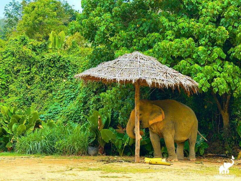 Phuket: Hidden Forest Elephant Reserve With Meal & Transfer - Ethical Commitment to Elephant Welfare
