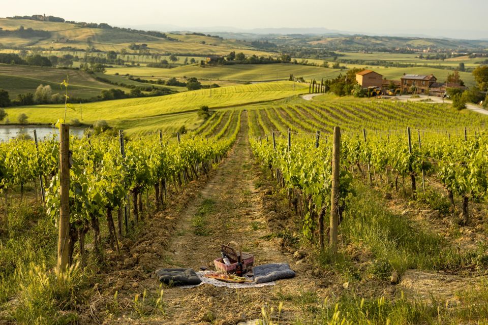 Picnic in Vineyards With a Bottle of Rosso Di Montalcino - Exploring the Scenic Vineyards