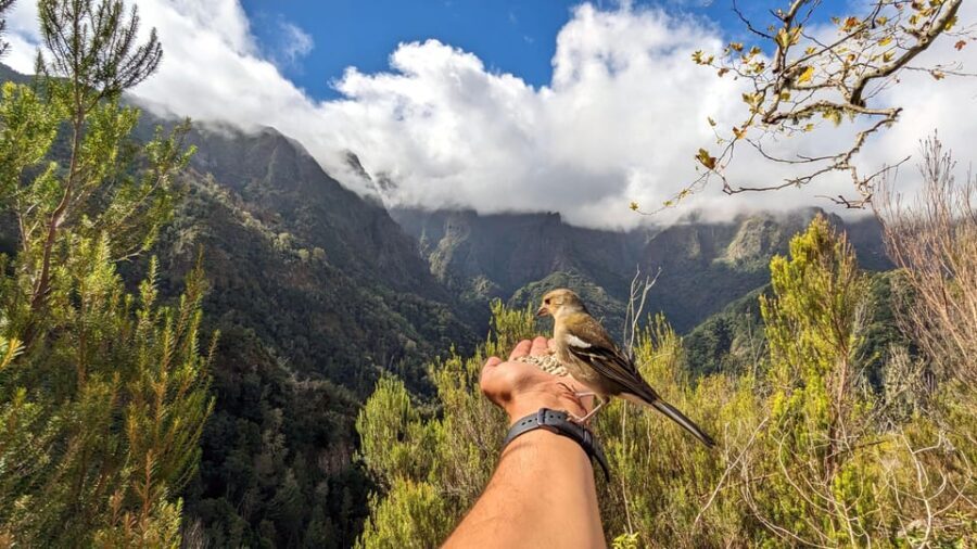 Pico do Arieiro in 4h: Immersive Private Experience (Cabrio) - The Journey to Madeira’s Sky-High Views