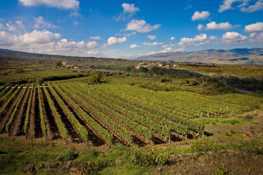 Piedimonte Etneo: Etna Wine Train Tour & Sicily Wine tasting - The Experience’s Pros and Cons