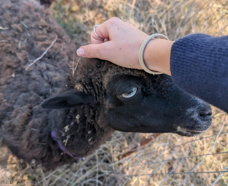 Pienza: Sheep and Chickens Tour W/Gourmet Lunch at Farmhouse - Activities and Highlights