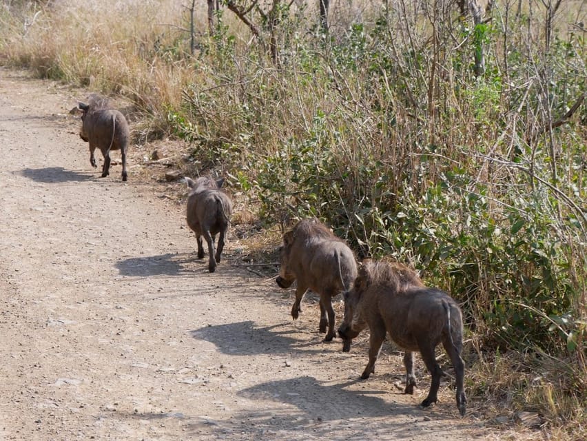 Pilanesberg full day game drive departing from Johannesburg - What Past Travelers Say