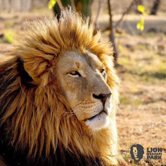 Pilanesberg Game Reserve Full Day Safari - What’s Included and What’s Not