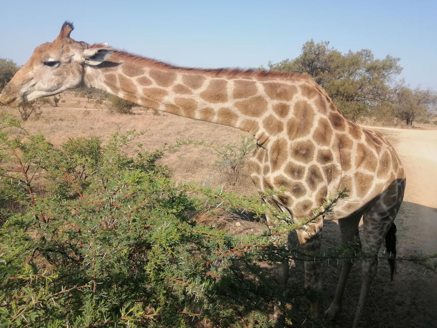 Pilanesberg Game reserve safari with pickup in Johannesburg - Analyzing the Value