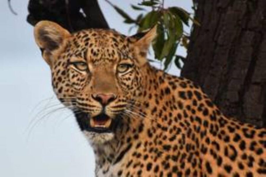 Pilanesberg : Sunrise Morning Game Drive - Who Will Love This Tour?