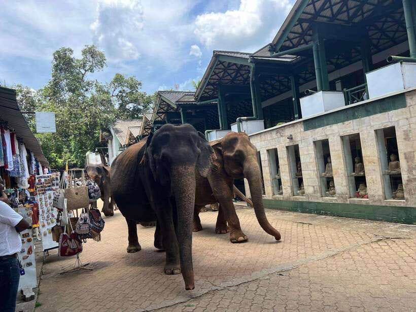Pinnawala Day Tour from Kandy (Private tour ) - Practical Details: What You Need to Know