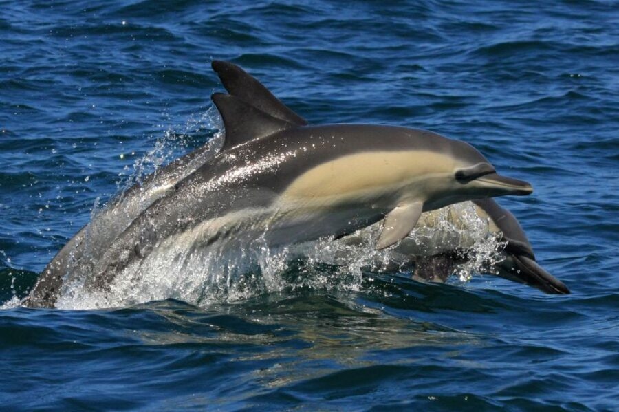 Plettenberg Bay: Dolphin and Marine Boat Tour - Who Will Love This Tour?