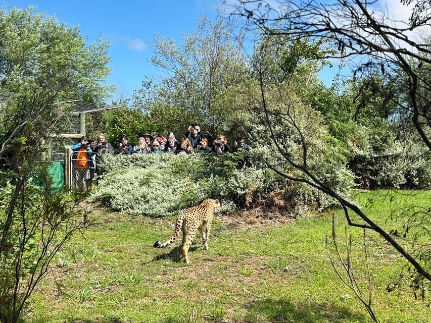Plettenberg Bay: Wild Cat and Wildlife Guided Tour - Who Should Consider This Tour?