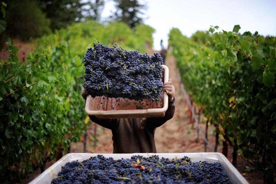 Pompeii: Archeological Tour & Wine Tasting at Mt. Vesuvius - From Ruins to Vines: The Vesuvius Vineyard