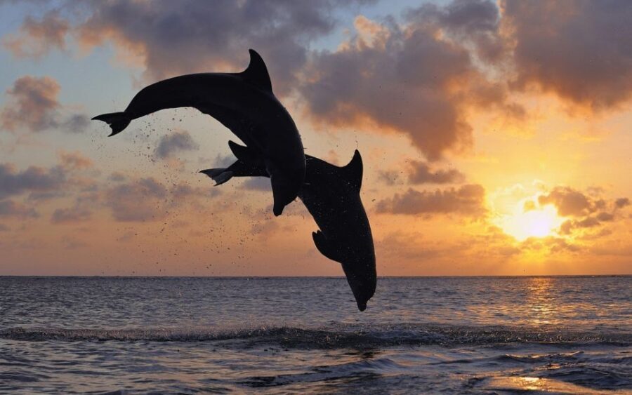Pore: Private Snorkeling Tour with Dolphin-Watching - Practical Tips