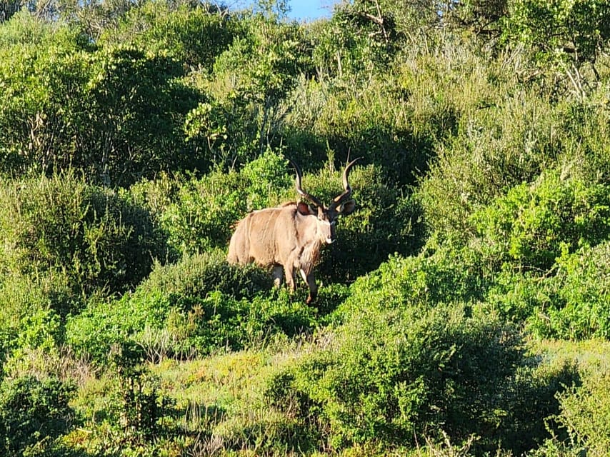 Private Addo Elephant National Park Half Day Tour - The Experience in Detail: What You Can Expect