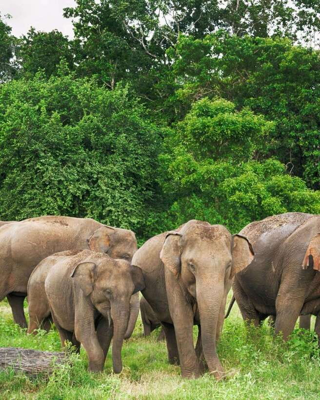 Private Day Tour Dambulla Sigiriya Village Tour - Optional Activities: Making Your Day Even More Memorable