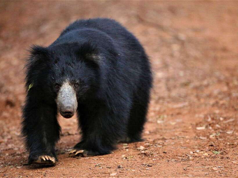 Private Half-Day Safari at Yala National Park - The Park Itself: Nature’s Packed Playground