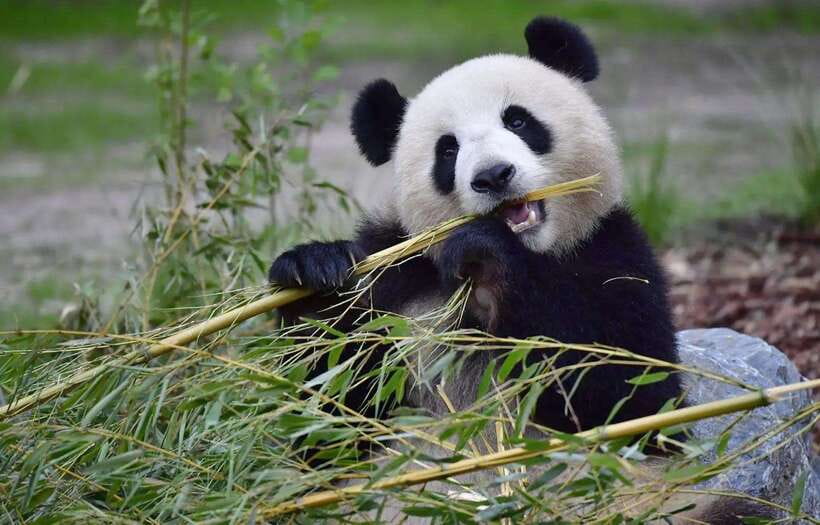 Private half day tour to Chengdu Panda Breeding Center - Why This Tour Fits Certain Travelers Best
