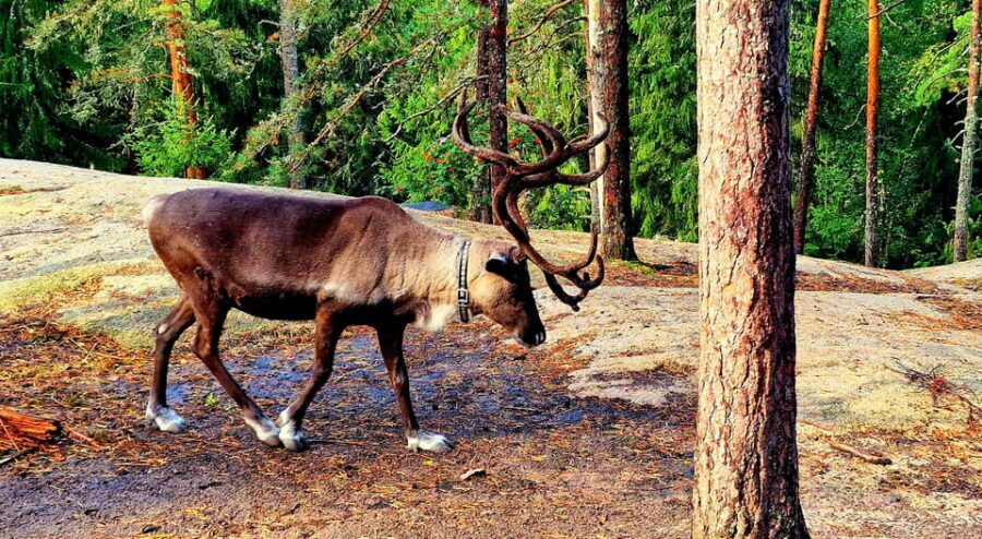 PRIVATE Reindeer Park Adventure by VIP Car - The Real Experience: What Travelers Say