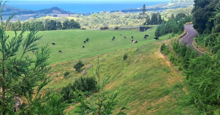 Private Tour Full Day Sete Cidades and Lagoa do Fogo - Who Should Consider This Tour?