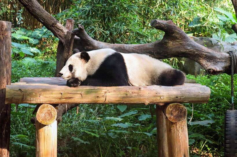 Private tour in Chengdu Panda Base and Leshan Giant Buddha - The Practical Side: What’s Included and What’s Not