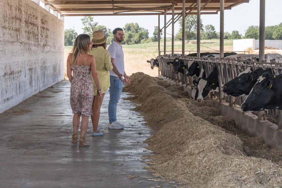 Puglia: Masseria Seppunisi Tour, Cheese, Burrata Tasting - Experience Highlights