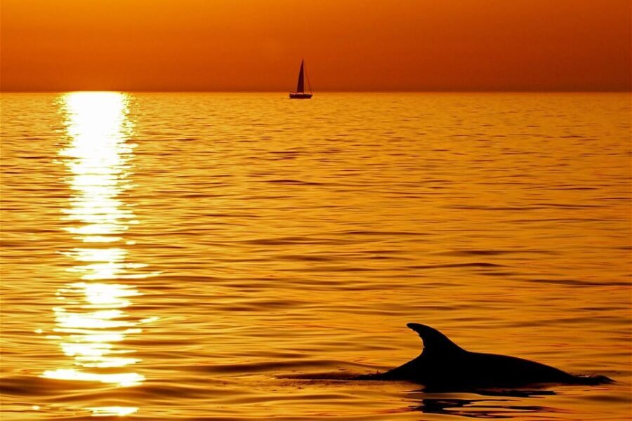 Pula Dolphin Watching Boat Trip - Who Is This Tour Best For?