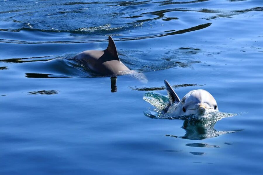 Pula: Private Dolphins & Sunset Tour With Dinner & Drinks - What Makes This Tour Stand Out