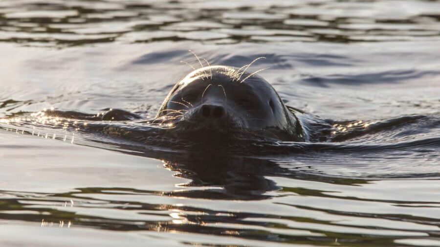 Puumala: Lake Saimaa Seal Watching Cruise - Authentic Experiences & Authentic Scenery