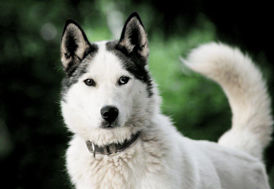 Pyhätunturi: Husky Safari including Farm Visit - Who Will Love This Tour?