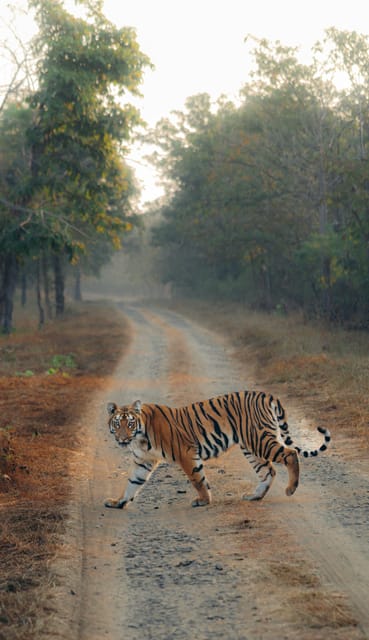 Ranthambhore: Ranthambhore Tiger Reserve Booking - The Practicalities: What to Know Before Booking