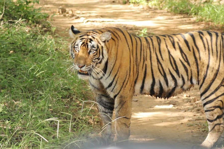 Ranthambore Safari Booking-Sharing Gypsy and Sharing Canter - Value for Money & Booking Flexibility