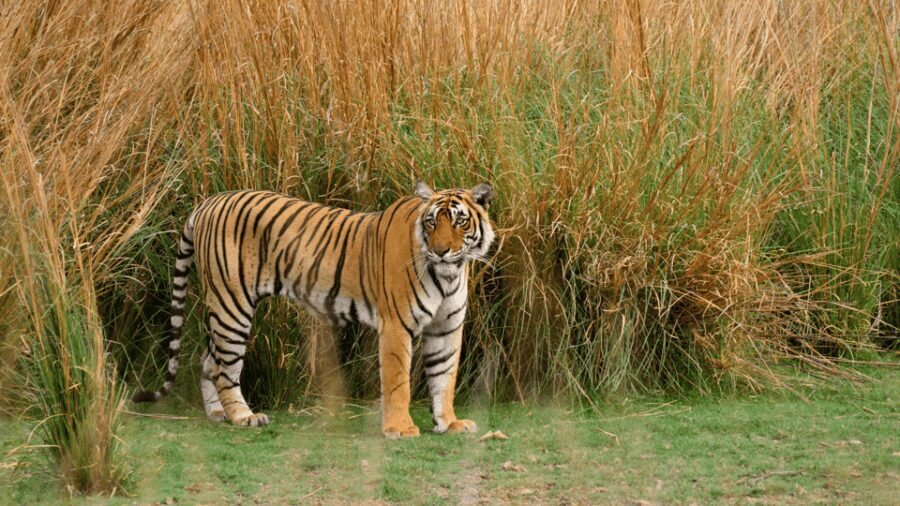 Ranthambore: Shared Tiger Safari in Canter or Gypsy - The Role of Guides and the Importance of Local Knowledge