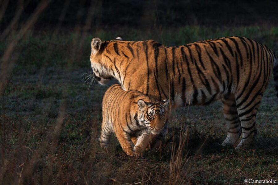 Ranthambore: Sharing Tiger Safari In Canter Or Gypsy Vehicle - FAQs