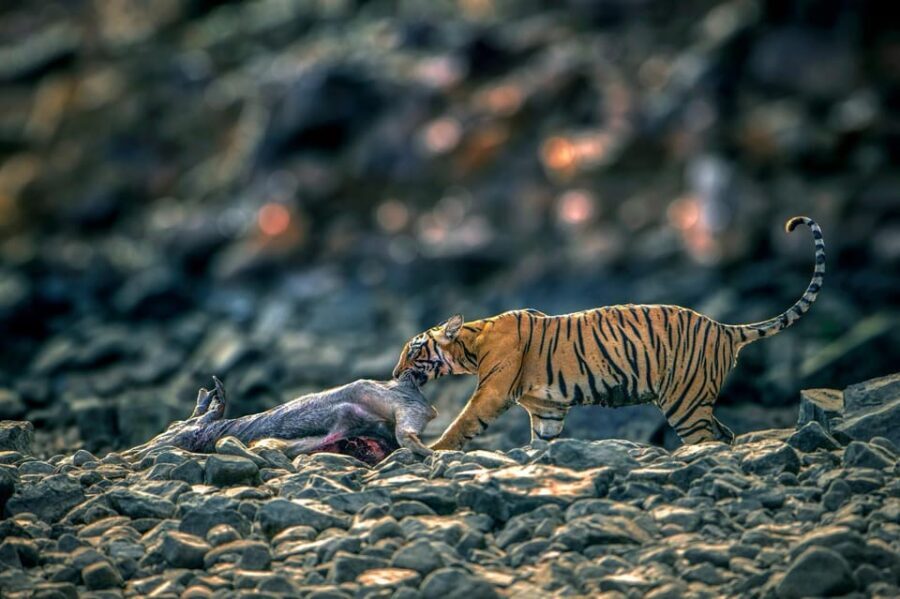 Ranthambore Tiger Reserve ( Tiger Safari ) - What to Expect from Your Safari